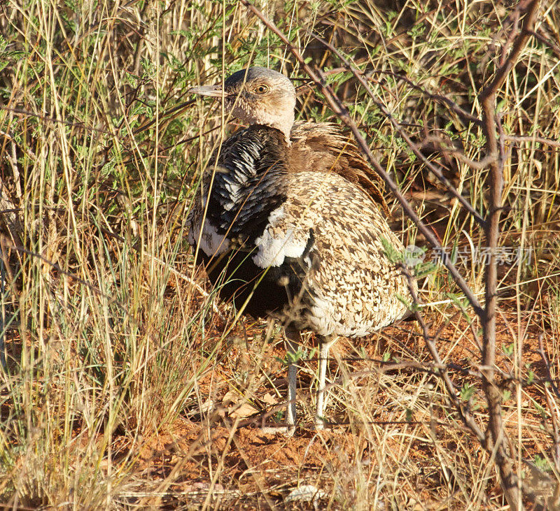 Double-Banded Sandgrouse